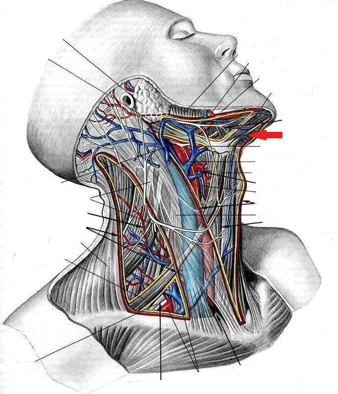 Расположение лимфоузлов на теле человека в картинках и схемах с подробным описанием и методикой обследования Расположение лимфоузлов на теле человека в картинках и схемах с подробным описанием и методикой обследования